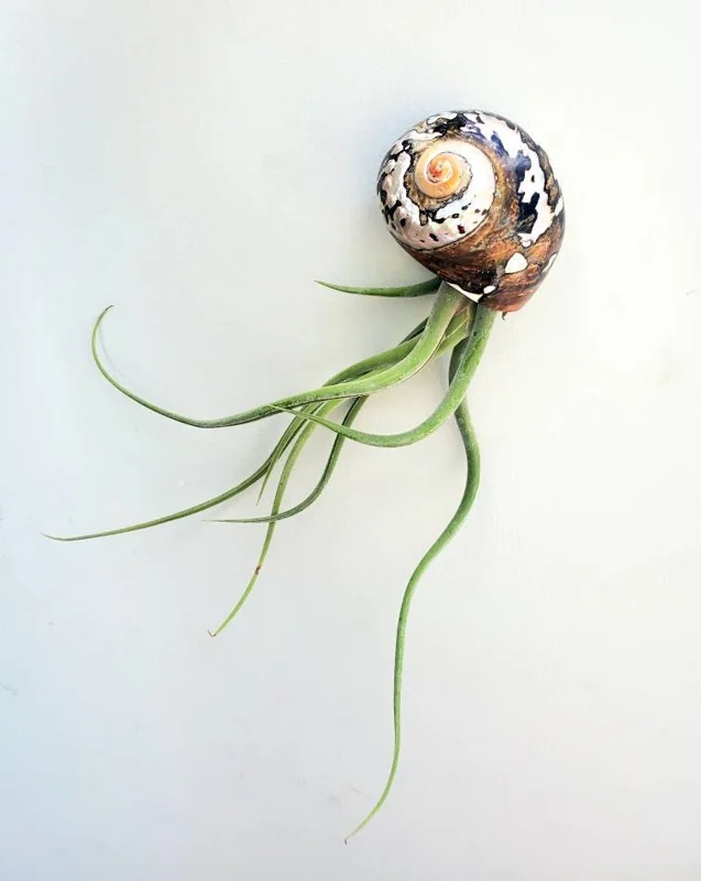 Air Plant in Seashell - Live Tillandsia Plant Decor, 5-8 Inch Tall, Low Maintenance - Image 1