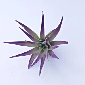 Air Plant in Stripped Fox Seashell Decor - Live Tillandsia Plant - Indoor Coastal Home Decor - 3-5 inch Shell - Image 2