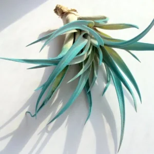 Air Plant in Stripped Fox Seashell Decor - Live Tillandsia Plant - Indoor Coastal Home Decor - 3-5 inch Shell - Image 4