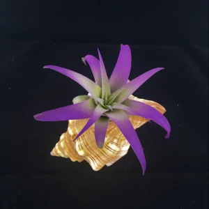 Air Plant in Stripped Fox Seashell Decor - Live Tillandsia Plant - Indoor Coastal Home Decor - 3-5 inch Shell - Image 1