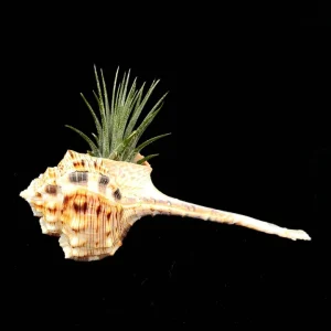 Air Plant Iona Live Tillandsia in Natural Seashell - Easy Care Indoor Plant, 1-2 inch - Image 1