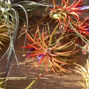 Air Plant Mix 10 Pack - Tillandsia Live Plants for Terrariums & Favors, 2-5 inches - Image 2