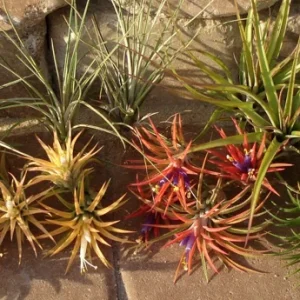 Air Plant Mix 10 Pack - Tillandsia Live Plants for Terrariums & Favors, 2-5 inches - Image 5