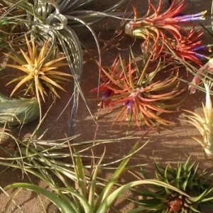 Air Plant Mix 10 Pack - Tillandsia Live Plants for Terrariums & Favors, 2-5 inches - Image 1