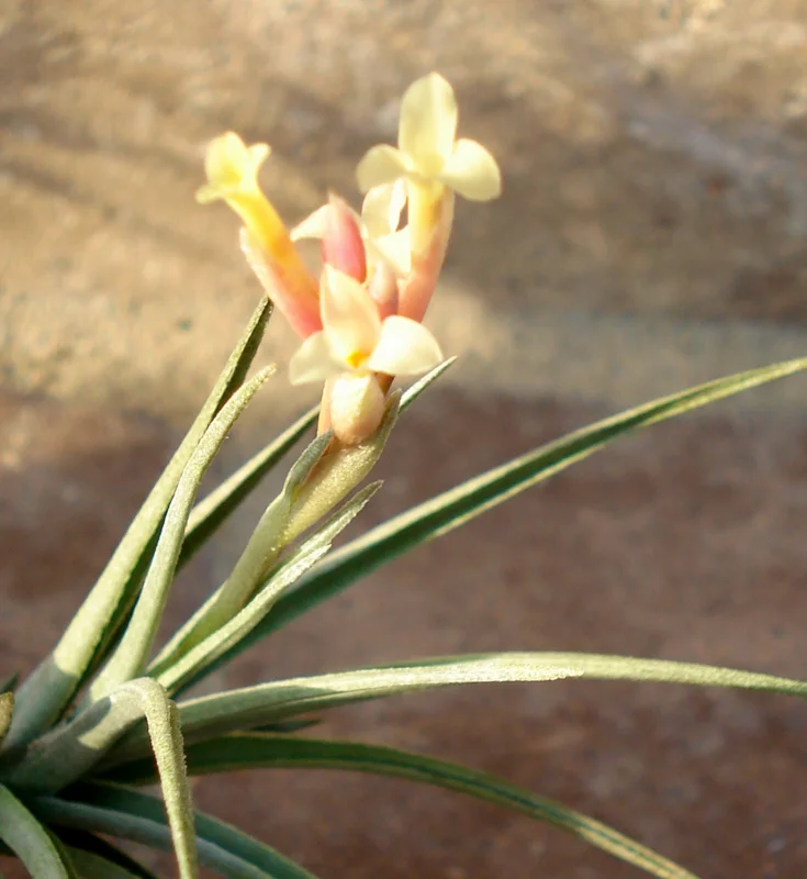 Air Plant Mix 12 Live Tillandsia - Wholesale Lot, Easy Care, 2-5 inch - Image 2