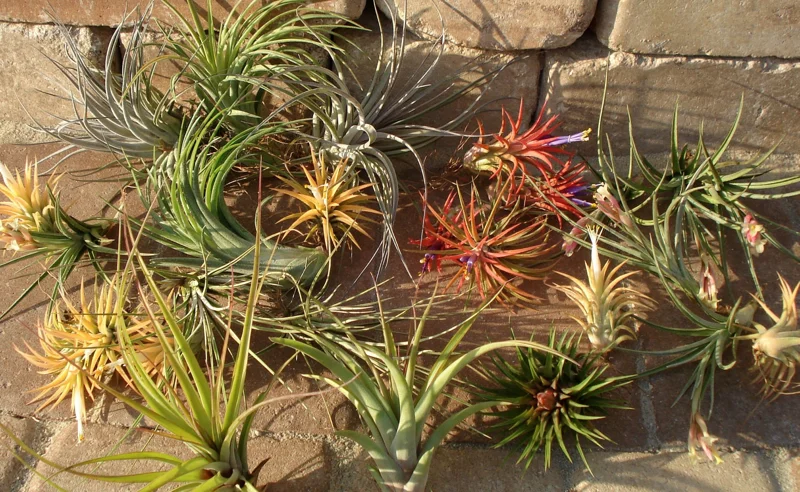 Air Plant Mix 12 Live Tillandsia - Wholesale Lot, Easy Care, 2-5 inch - Image 3