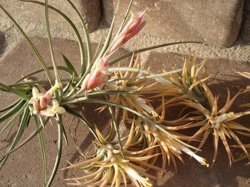 Air Plant Mix 12 Live Tillandsia - Wholesale Lot, Easy Care, 2-5 inch - Image 4