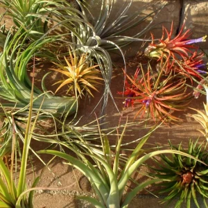 Air Plant Mix 15 Live Tillandsia Plants - Easy Care Indoor Houseplants 2-5 inches - Image 1