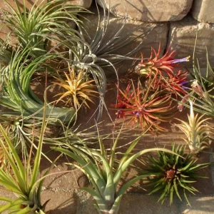 Air Plant Mix 6 Tillandsia Bulk Live Plants 2-5 inches for Terrariums - Image 3