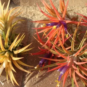 Air Plant Mix 6 Tillandsia Bulk Live Plants 2-5 inches for Terrariums - Image 5