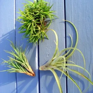 Air Plant Mix - Set of 3 Tillandsia Live Plants - Easy Care Indoor Plants, 2-10 inches - Image 3
