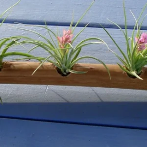 Air Plant Mix - Set of 3 Tillandsia Live Plants - Easy Care Indoor Plants, 2-10 inches - Image 4