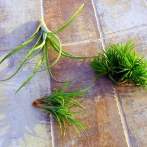 Air Plant Mix Tillandsia Live Plant Set, Easy Care Terrarium & Indoor Plants, 3-Pack, 2-5 inches - Image 3