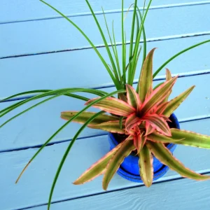 Air Plant Mix Tillandsia Live Plant Set, Easy Care Terrarium & Indoor Plants, 3-Pack, 2-5 inches - Image 4