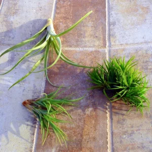 Air Plant Mix Tillandsia Live Plant Set, Easy Care Terrarium & Indoor Plants, 3-Pack, 2-5 inches - Image 1