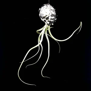 Air Plant Tillandsia in Black & White Seashell - Live Indoor Plant Decor, 5-8 inches - Image 2