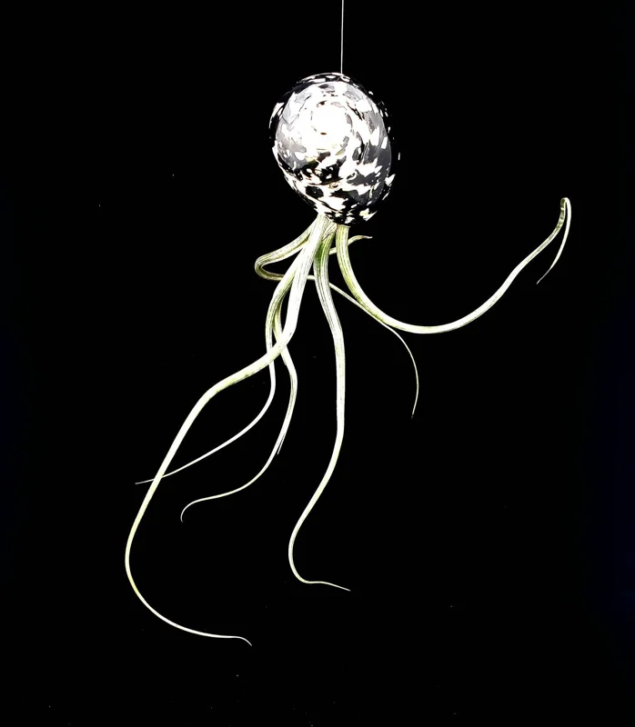 Air Plant Tillandsia in Black & White Seashell - Live Indoor Plant Decor, 5-8 inches - Image 2