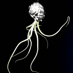 Air Plant Tillandsia in Black & White Seashell - Live Indoor Plant Decor, 5-8 inches - Image 3