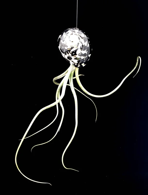 Air Plant Tillandsia in Black & White Seashell - Live Indoor Plant Decor, 5-8 inches - Image 3
