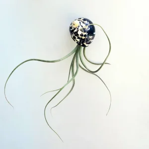 Air Plant Tillandsia in Black & White Seashell - Live Indoor Plant Decor, 5-8 inches - Image 1