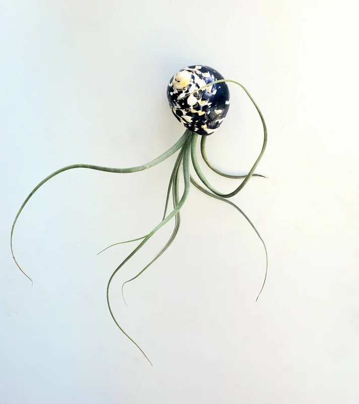 Air Plant Tillandsia in Black & White Seashell - Live Indoor Plant Decor, 5-8 inches - Image 1