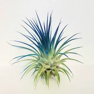 Air Plant Tillandsia Iona Live Plant Set of 4 - Pink, Purple, Red, Indigo - Image 4