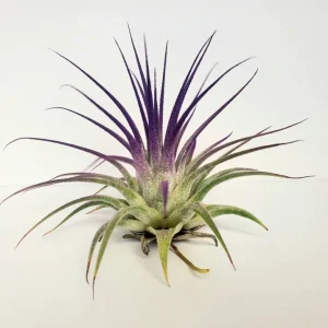 Air Plant Tillandsia Iona Live Plants - Set of 3, Indigo, Purple, Pink - Image 4