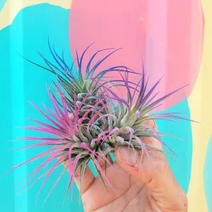 Air Plant Tillandsia Iona Pink Live Plant - 2-3 Inch Indoor Decor - Image 2