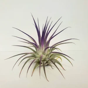 Air Plant Tillandsia Iona Purple Live Plant - 2-3 inch, Low Maintenance Indoor - Image 2