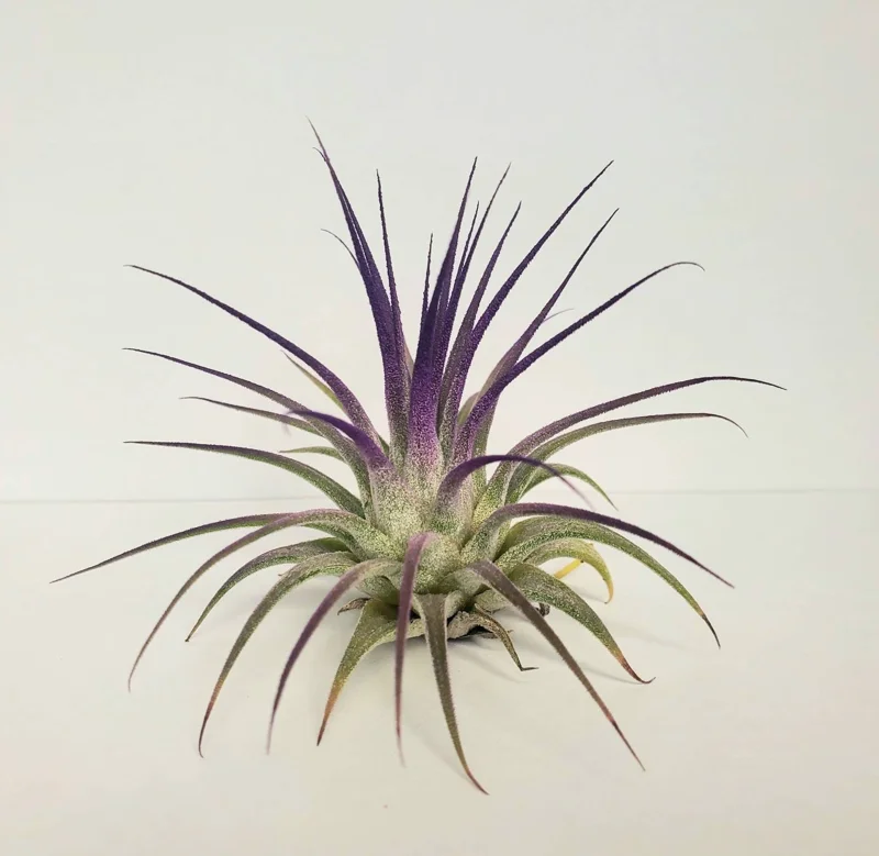 Air Plant Tillandsia Iona Purple Live Plant - 2-3 inch, Low Maintenance Indoor - Image 2