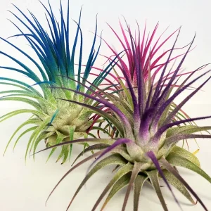 Air Plant Tillandsia Iona Purple Live Plant - 2-3 inch, Low Maintenance Indoor - Image 3