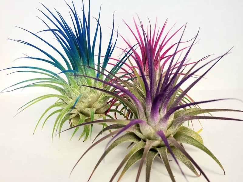 Air Plant Tillandsia Iona Purple Live Plant - 2-3 inch, Low Maintenance Indoor - Image 3