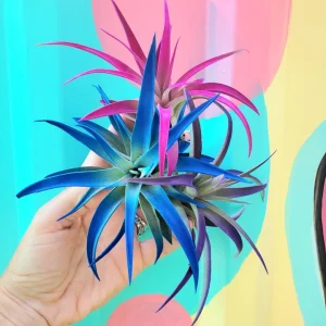 Air Plant Tillandsia Ionantha 3 Pack Live Plant - Indigo Blue, Hot Pink, Purple Indoor - Image 4