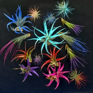 Air Plant Tillandsia Mix Live Plants - 2-8 Inch, Enhanced Organic Colors, Low Maintenance Indoor/Outdoor - Image 2