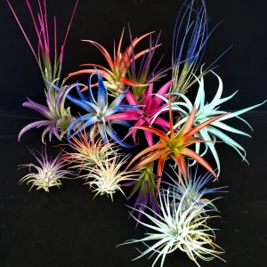 Air Plant Tillandsia Mix Live Plants - 2-8 Inch, Enhanced Organic Colors, Low Maintenance Indoor/Outdoor - Image 3