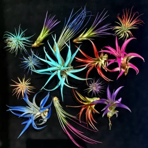 Air Plant Tillandsia Mix Live Plants - 2-8 Inch, Enhanced Organic Colors, Low Maintenance Indoor/Outdoor - Image 1