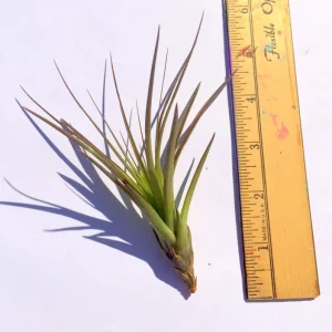 Air Plant Tri-Color Live Plant - Tillandsia, 12-16 inches, Indoor/Outdoor Decor - Image 2