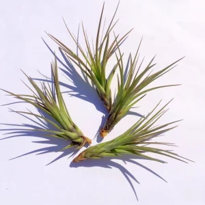 Air Plant Tri-Color Live Plant - Tillandsia, 12-16 inches, Indoor/Outdoor Decor - Image 3