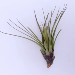 Air Plant Tri-Color Live Plant - Tillandsia, 12-16 inches, Indoor/Outdoor Decor - Image 4