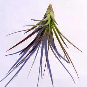 Air Plant Tri-Color Live Plant - Tillandsia, 12-16 inches, Indoor/Outdoor Decor - Image 1