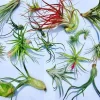 Air Plant Wholesale Mix - Live Tillandsia Plants for Terrariums, 2-5 inch - Image 1