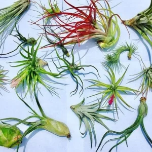 Air Plant Wholesale Mix - Live Tillandsia Plants for Terrariums, 2-5 inch - Image 1