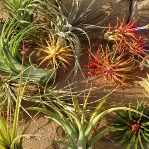 Air Plant Wholesale Mix - Live Tillandsia Plants for Terrariums, 2-5 inch - Image 2
