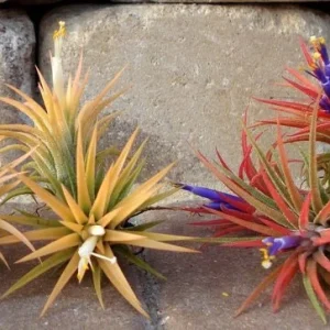 Air Plant Wholesale Mix - Live Tillandsia Plants for Terrariums, 2-5 inch - Image 4