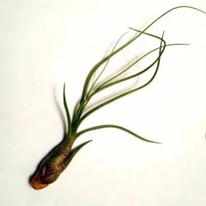 Air Plant Wholesale Mix - Live Tillandsia Plants for Terrariums, 2-5 inch - Image 6