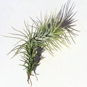 Air Plant Wholesale Mix - Live Tillandsia Plants for Terrariums, 2-5 inch - Image 7