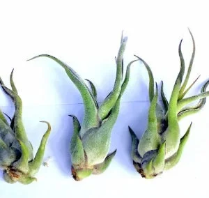 Air Plant Wholesale Mix - Live Tillandsia Plants for Terrariums, 2-5 inch - Image 8