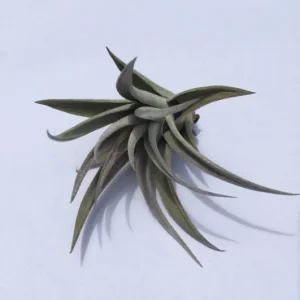 Air Plant Wholesale Mix - Live Tillandsia Plants for Terrariums, 2-5 inch - Image 9