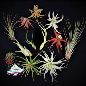 Air Plant Wholesale Mix - Tillandsia Live Plants for Terrariums & Favors - 2-5 inches - Image 2