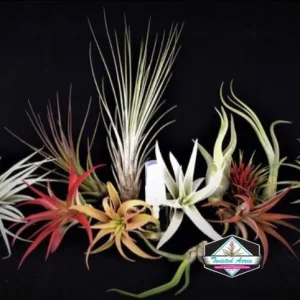 Air Plant Wholesale Mix - Tillandsia Live Plants for Terrariums & Favors - 2-5 inches - Image 3